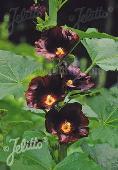 Alcea rosea-hybr. 'Blacknight'